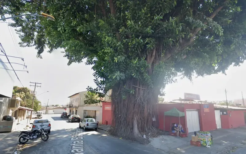 Goiânia autoriza aluguel de guindastes por R$ 39,6 mil para retirar gameleira