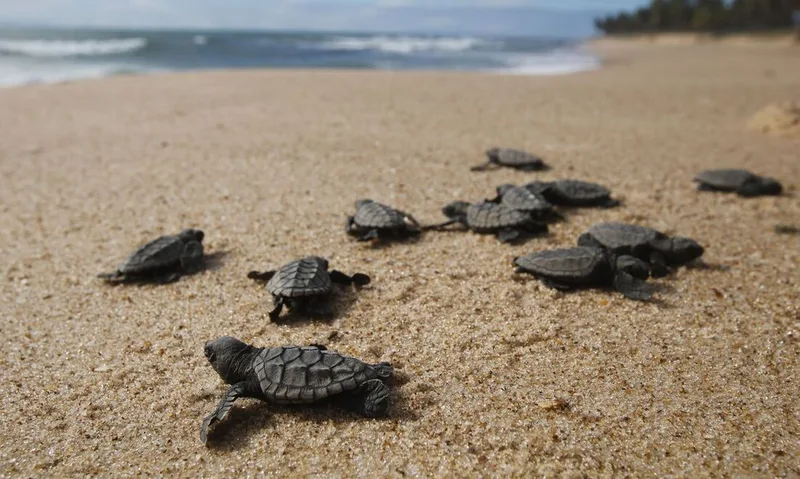 Tartarugas-verdes no Rio compartilham bactérias com resíduos plásticos