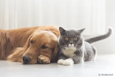 Goiânia define atendimento veterinário conforme procura por regiões