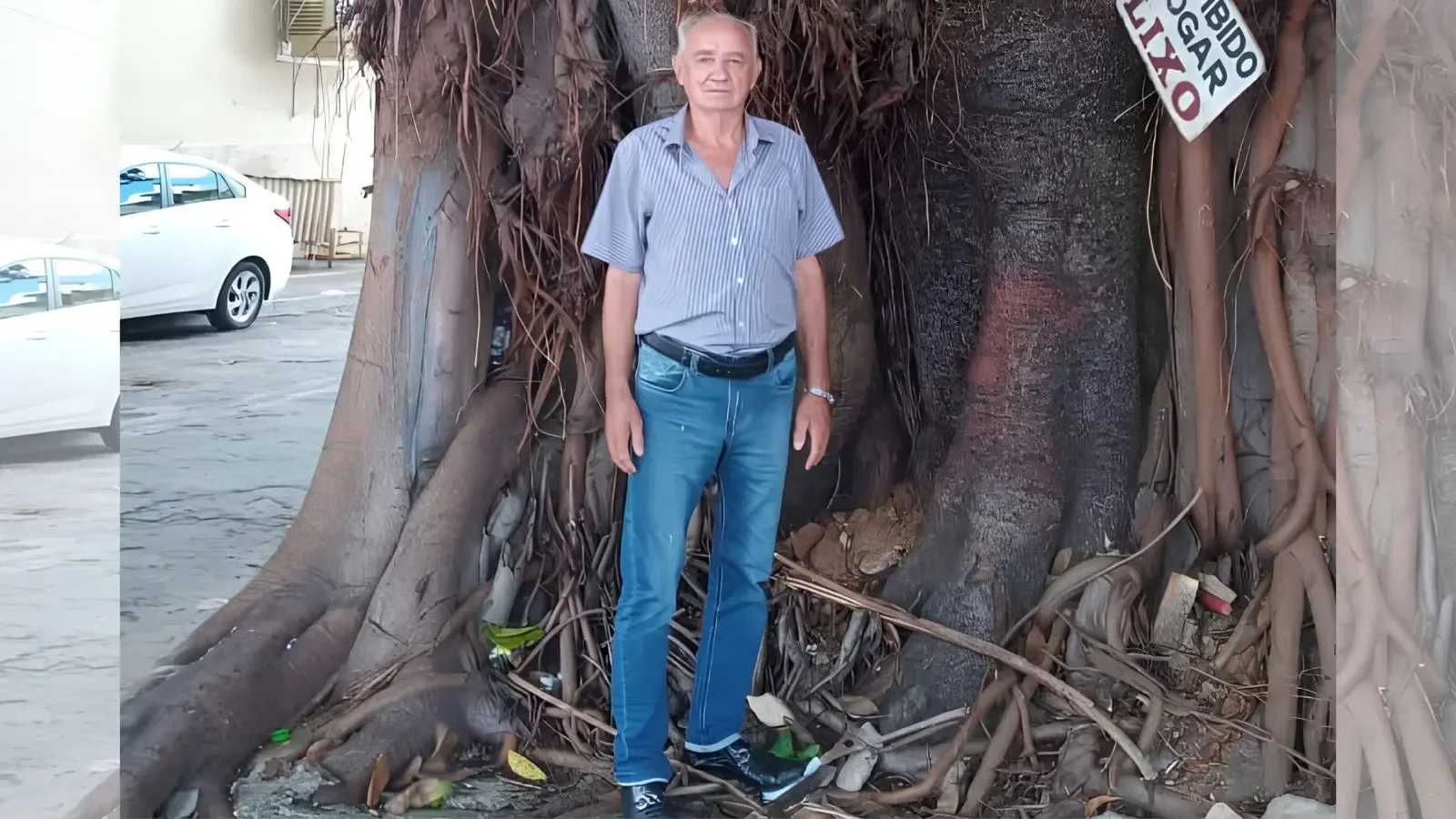 Gameleira de 60 anos será retirada após avanço das raízes em Goiânia