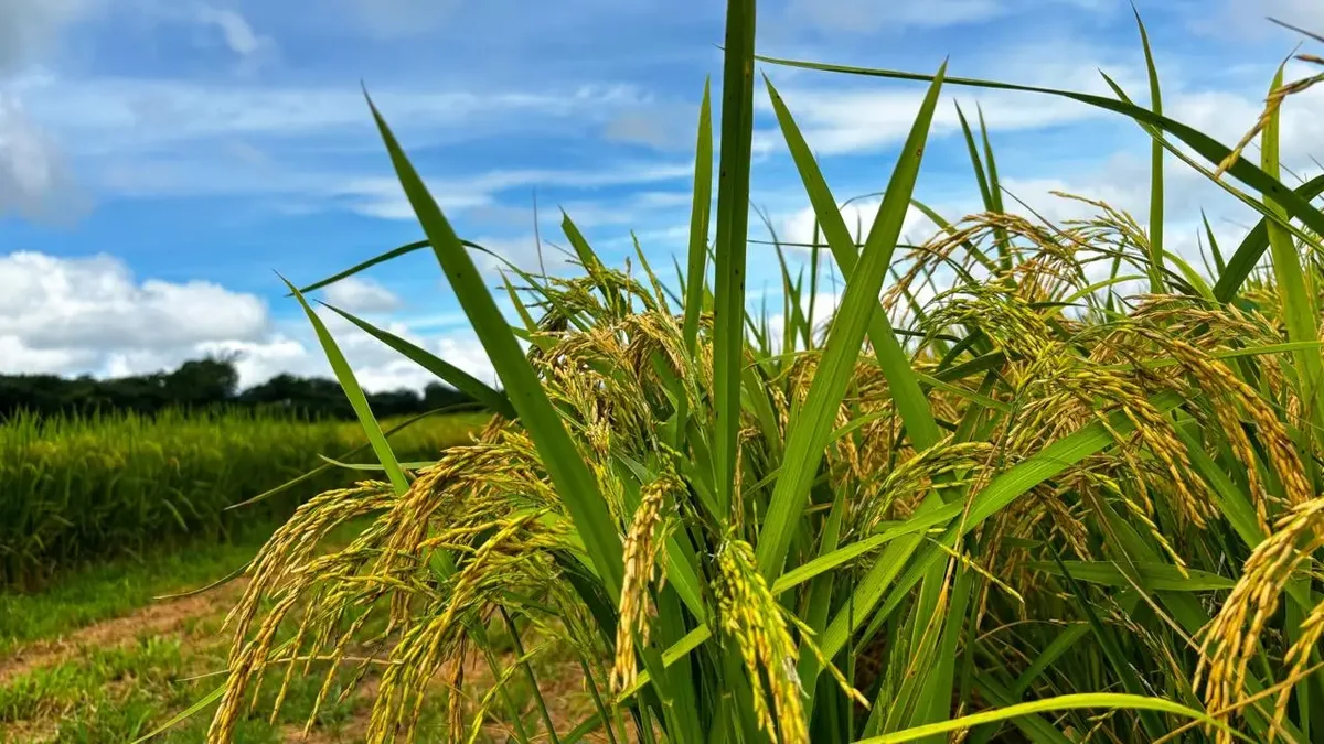 Nordeste Goiano tem potencial para ampliar arroz e fruticultura irrigada