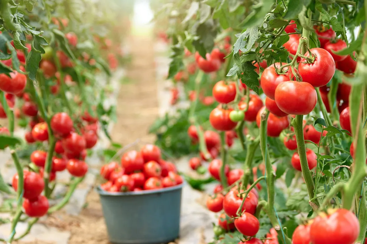 Silvânia lidera produção de tomate no Brasil com colheita de 361 mil toneladas