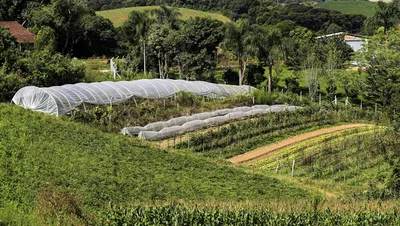 Plano Safra enfrenta barreiras bancárias para chegar ao produtor rural