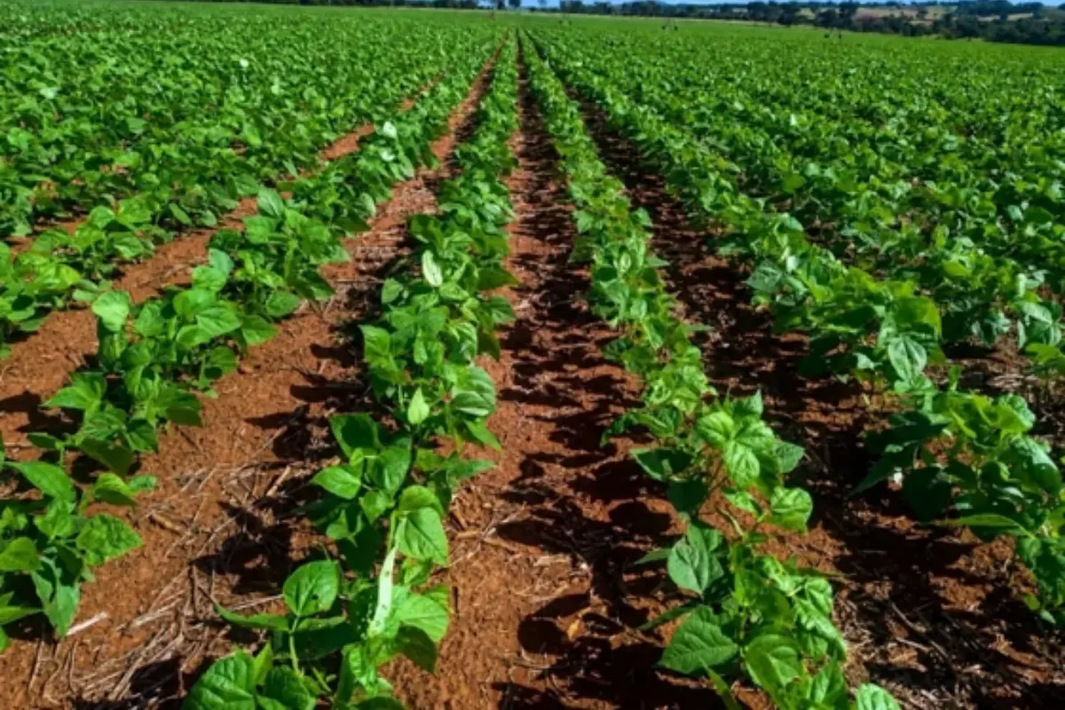 Goiás alcança R$ 72,7 bilhões na produção agrícola em 2025