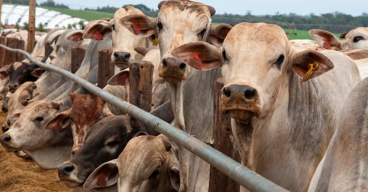 Exportações de carne bovina recuam em agosto com limite de compras da China