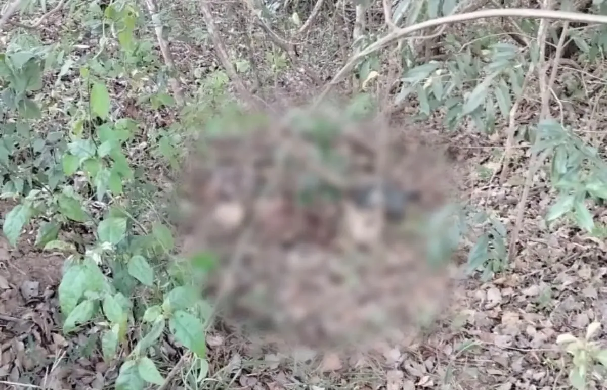 Ossada é localizada perto de área onde ilustrador desapareceu em Aparecida de Goiânia