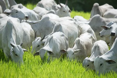 Confinamentos em Goiás operam abaixo da capacidade e enfrentam alta no custo da reposição