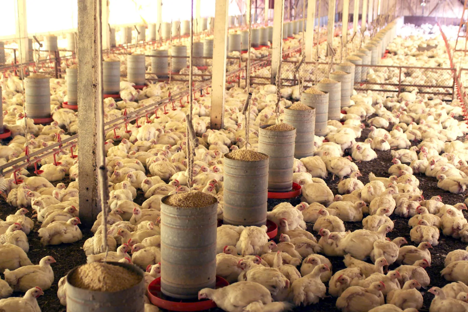 Miúdos de frango ampliam espaço nas exportações de Goiás em julho