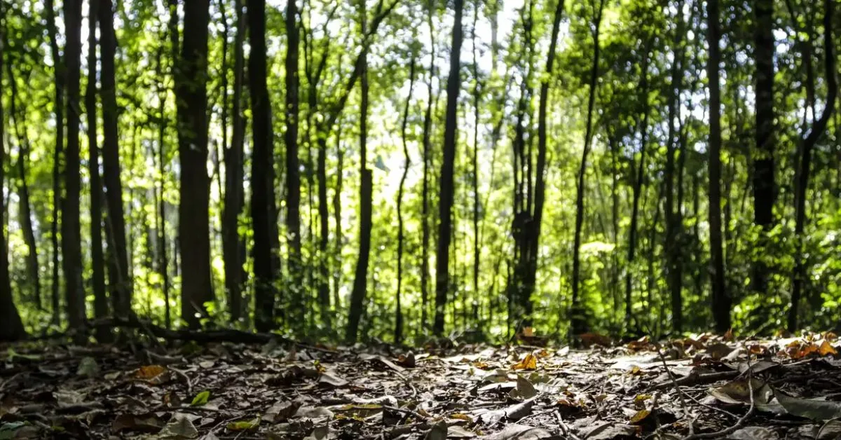 Celulose brasileira alcança 22,2 milhões de toneladas e sustenta avanço florestal
