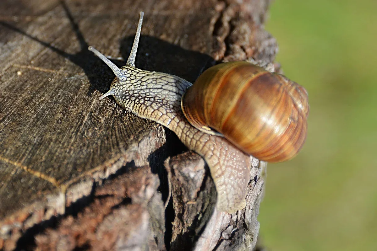 Concha de caracol preserva sinais de chuvas extremas na Austrália