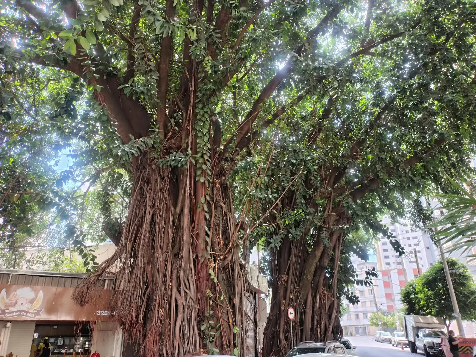 Inventário de árvores de Goiânia segue sem revisão desde 2007
