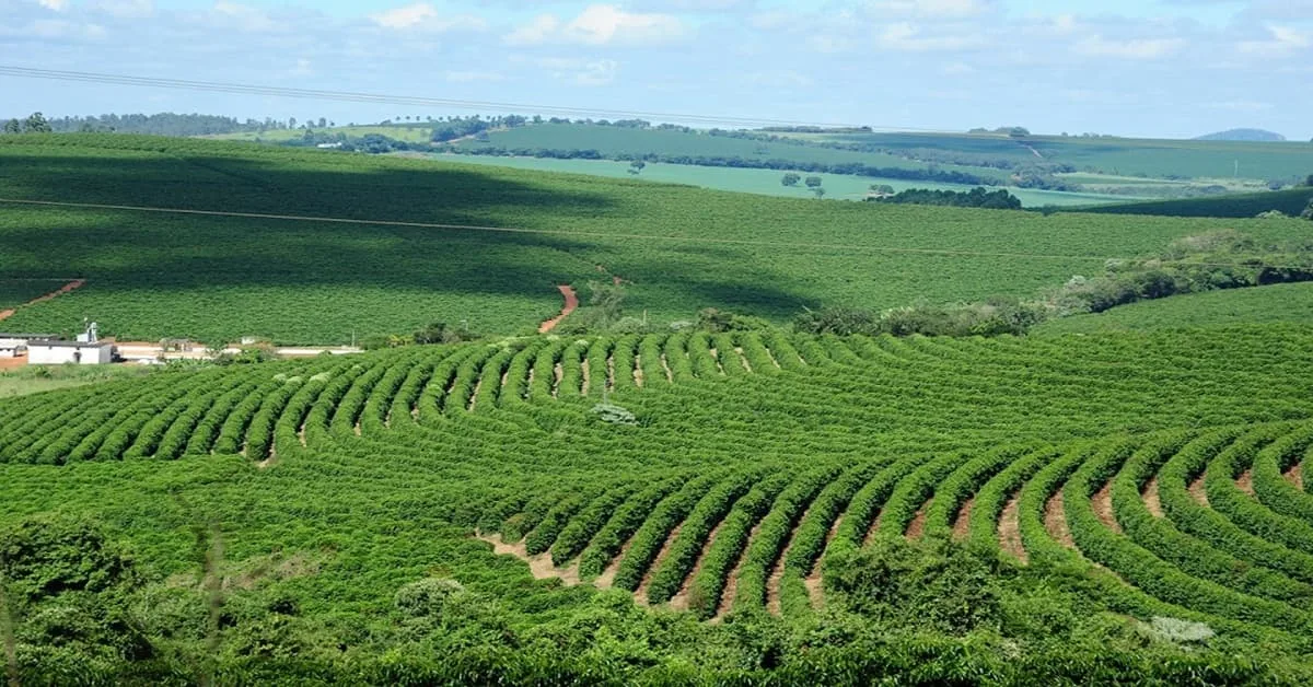 Agropecuária faz PIB mineiro avançar no segundo trimestre de 2026