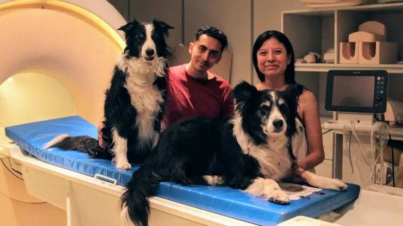 Cães distinguem emoções humanas e ativam áreas de recompensa ao ver sorrisos