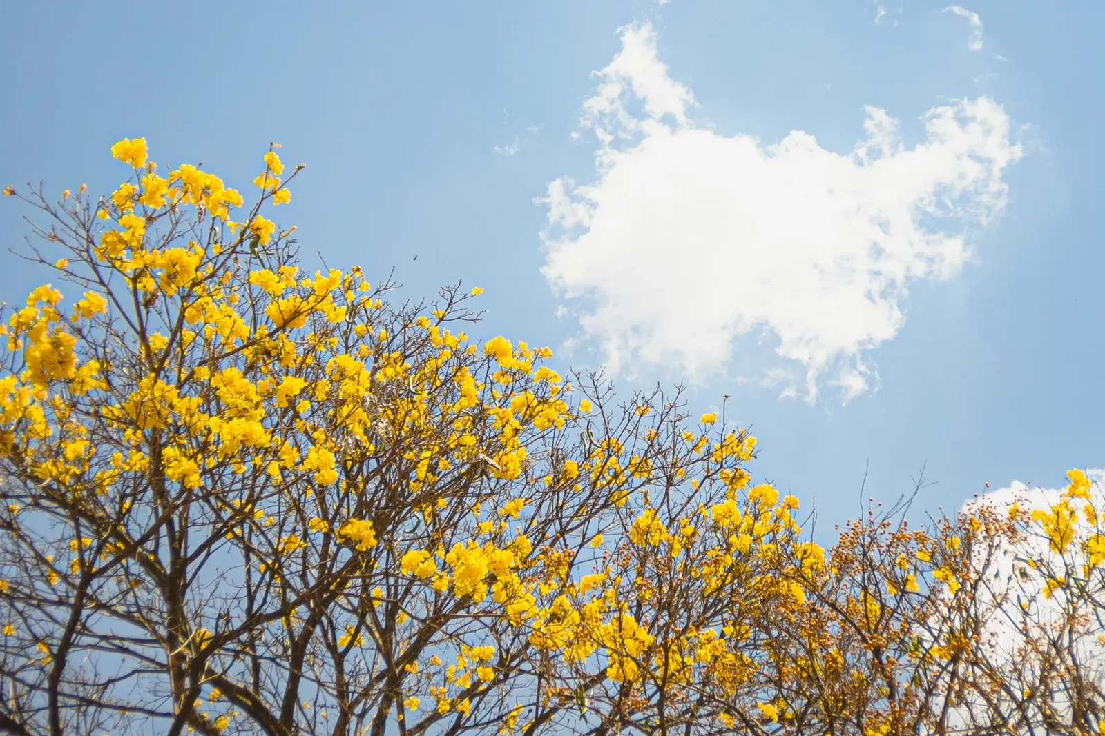Centro-Norte e Sudoeste de Goiás terão mais calor na primavera