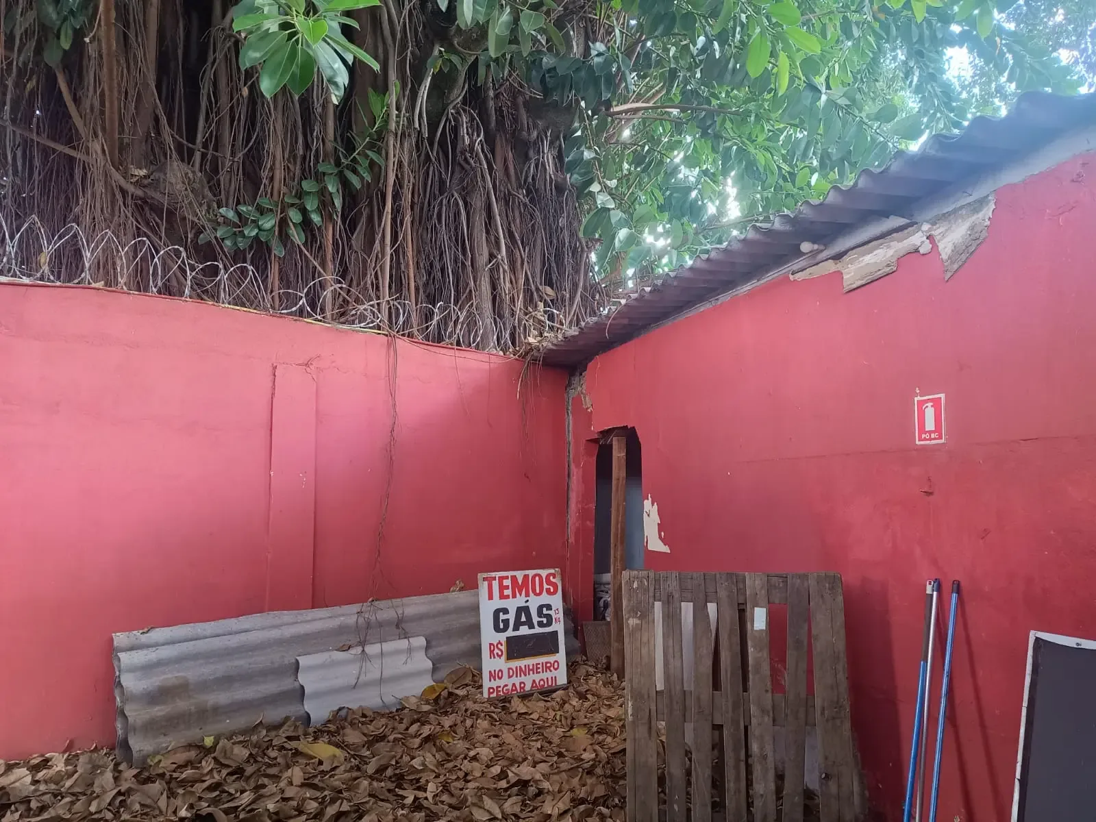 Gameleira de cerca de 60 anos divide moradores em Goiânia