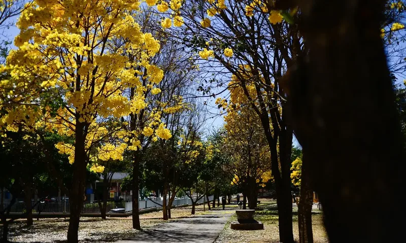 Primavera deve trazer chuva irregular e calor de até 40 °C em Goiás